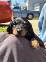 Diesel, a male Miniature Dachshund for sale in Mount Washington, KY – 4 of 4