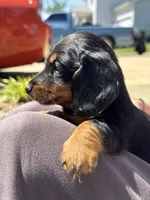 Diesel, a male Miniature Dachshund for sale in Mount Washington, KY – 3 of 4