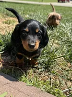 Diesel, a male Miniature Dachshund for sale in Mount Washington, KY – 2 of 4