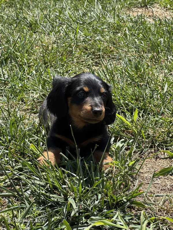 Diesel – Miniature Dachshund puppy for sale in Mount Washington, KY