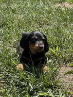 Diesel, a male Miniature Dachshund for sale in Mount Washington, KY – 1 of 4