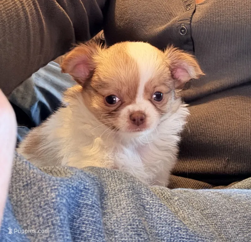 Stig – Chihuahua puppy for sale in Lorain, OH