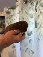 Astrid, a female Chihuahua for sale in Lorain, OH – Photo 4 of 6