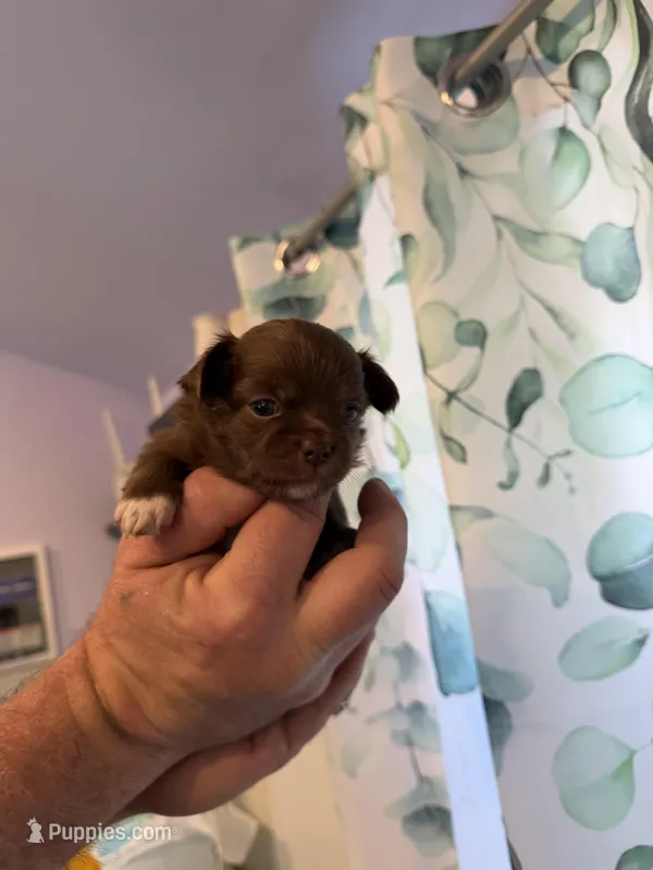 Astrid – Chihuahua puppy for sale in Lorain, OH