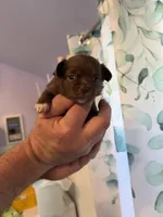 Astrid, a female Chihuahua for sale in Lorain, OH – Photo 2 of 6