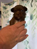 Astrid, a female Chihuahua for sale in Lorain, OH – Photo 3 of 6