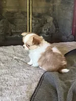 Tiny Tim, a male Chihuahua for sale in Lorain, OH – 4 of 8