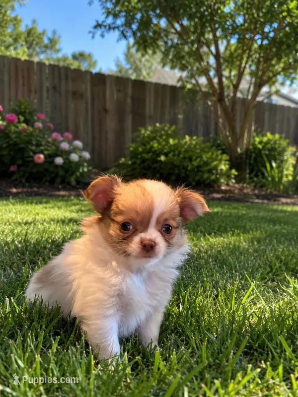 Snickerdoodle – Chihuahua puppy for sale in Lorain, OH