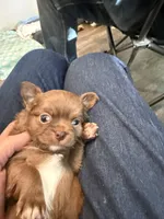 Bjorn, a male Chihuahua for sale in Lorain, OH – Photo 8 of 10