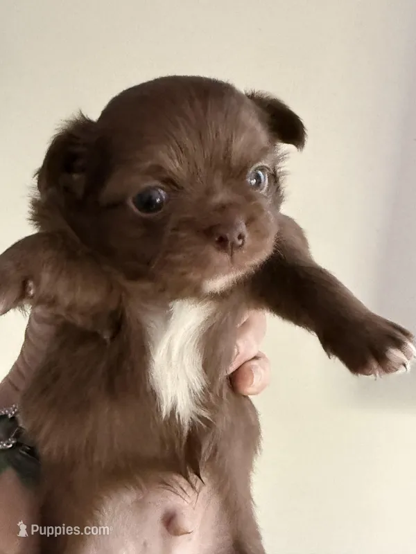 Bjorn – Chihuahua puppy for sale in Lorain, OH