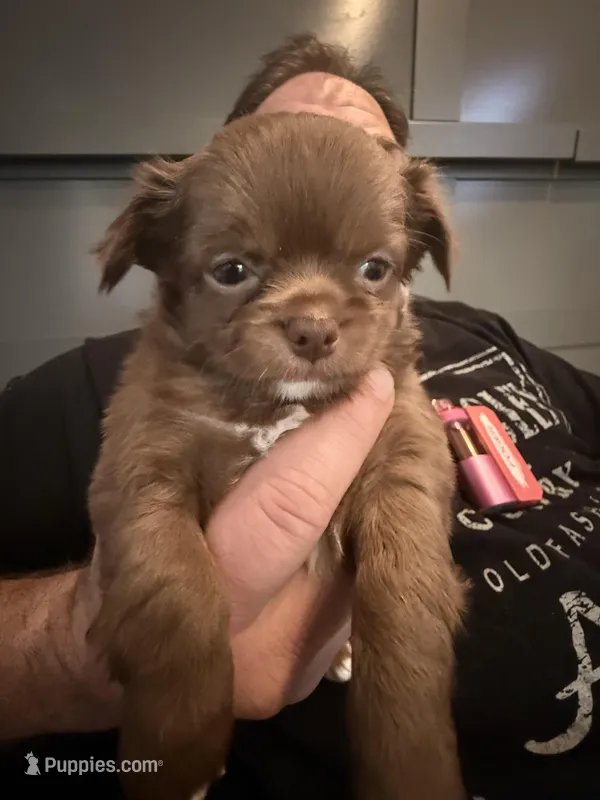 Bjorn, a male Chihuahua for sale in Lorain, OH – Photo 1 of 10