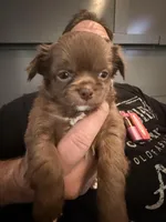 Bjorn, a male Chihuahua for sale in Lorain, OH – Photo 1 of 10