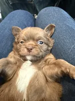 Bjorn, a male Chihuahua for sale in Lorain, OH – Photo 6 of 10