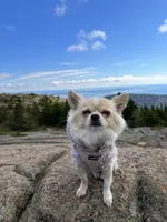 Bjorn, a male Chihuahua for sale in Lorain, OH – Photo 4 of 4