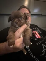 Bjorn, a male Chihuahua for sale in Lorain, OH – Photo 2 of 10