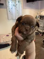 Bjorn, a male Chihuahua for sale in Lorain, OH – Photo 5 of 10