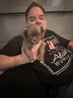 Bjorn, a male Chihuahua for sale in Lorain, OH – Photo 3 of 10