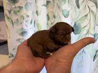 Bjorn, a male Chihuahua for sale in Lorain, OH – Photo 2 of 4