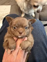 Bjorn, a male Chihuahua for sale in Lorain, OH – Photo 4 of 10