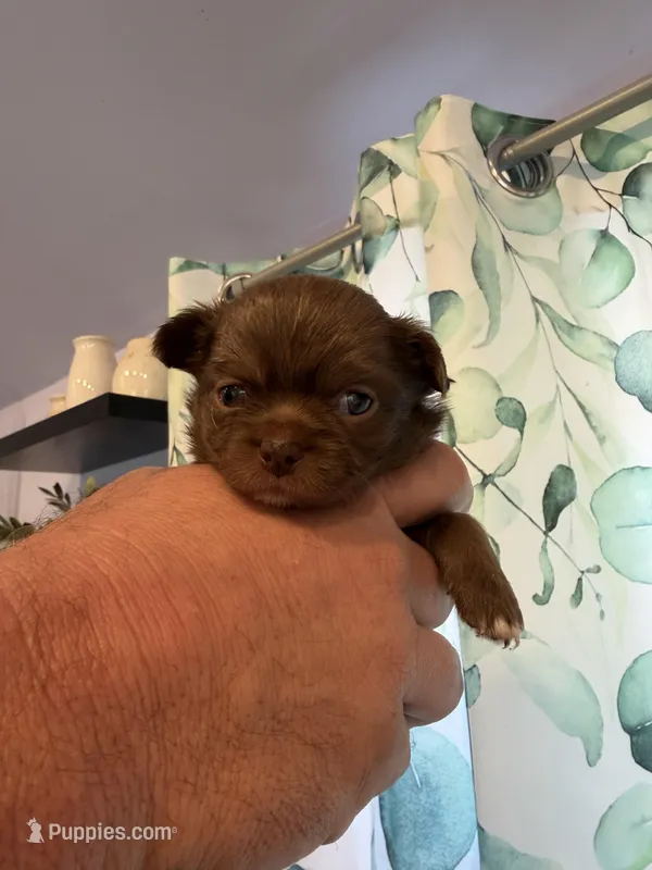 Bjorn – Chihuahua puppy for sale in Lorain, OH