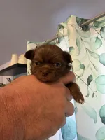 Bjorn, a male Chihuahua for sale in Lorain, OH – Photo 1 of 4