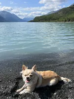 Ragnar, a male Chihuahua for sale in Lorain, OH – Photo 6 of 6