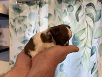 Ragnar, a male Chihuahua for sale in Lorain, OH – Photo 4 of 6