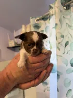 Ragnar, a male Chihuahua for sale in Lorain, OH – Photo 3 of 6