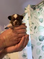 Ragnar, a male Chihuahua for sale in Lorain, OH – Photo 2 of 6