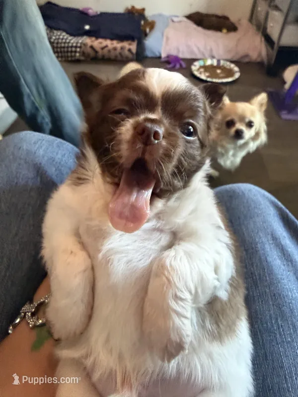 Ragnar, a male Chihuahua for sale in Lorain, OH – Photo 1 of 10