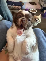 Ragnar, a male Chihuahua for sale in Lorain, OH – Photo 1 of 10