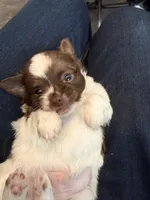 Ragnar, a male Chihuahua for sale in Lorain, OH – Photo 7 of 10