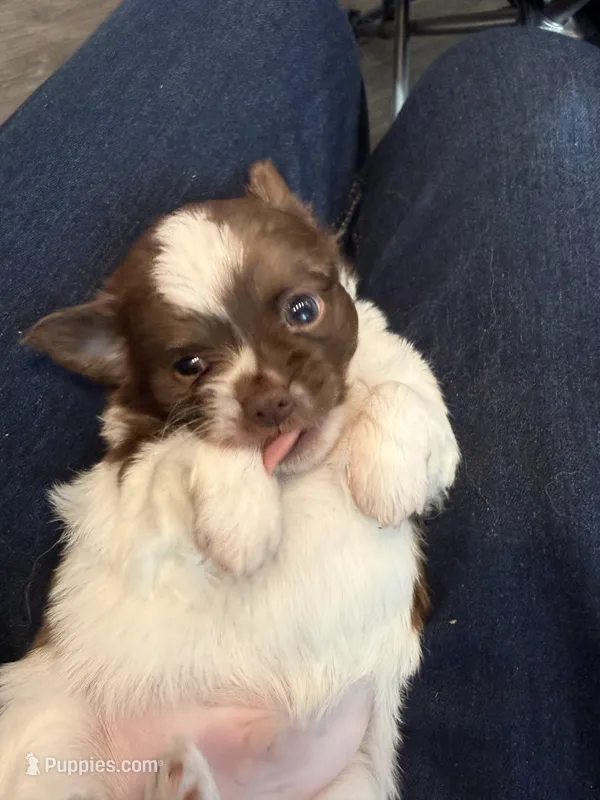 Ragnar – Chihuahua puppy for sale in Lorain, OH