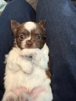 Ragnar, a male Chihuahua for sale in Lorain, OH – Photo 6 of 10