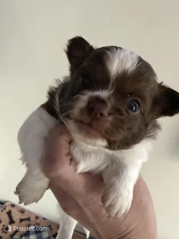 Ragnar – Chihuahua puppy for sale in Lorain, OH
