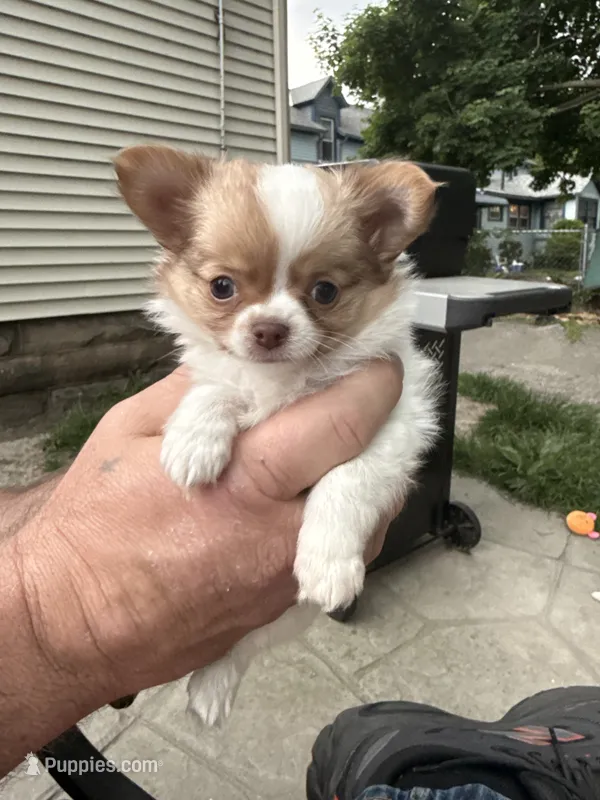 Tiny Tim, a male Chihuahua for sale in Lorain, OH – 1 of 8