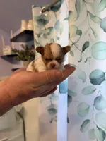 Stig, a male Chihuahua for sale in Lorain, OH – Photo 2 of 5