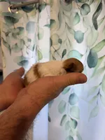 Stig, a male Chihuahua for sale in Lorain, OH – Photo 3 of 5