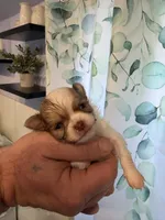 Stig, a male Chihuahua for sale in Lorain, OH – Photo 1 of 5