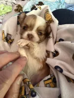 Stig, a male Chihuahua for sale in Lorain, OH – Photo 2 of 7