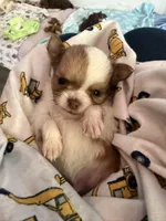 Stig, a male Chihuahua for sale in Lorain, OH – Photo 3 of 7