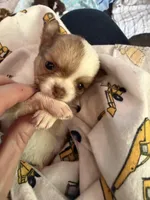 Stig, a male Chihuahua for sale in Lorain, OH – Photo 5 of 7