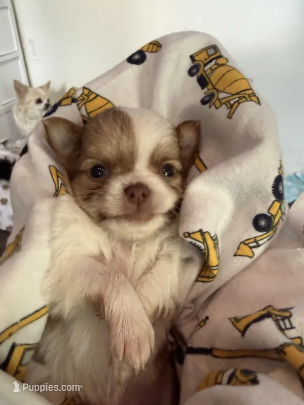 Stig – Chihuahua puppy on hold in Lorain, OH