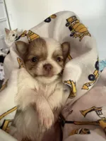 Stig, a male Chihuahua for sale in Lorain, OH – Photo 1 of 7