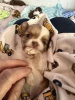 Stig, a male Chihuahua for sale in Lorain, OH – Photo 4 of 7