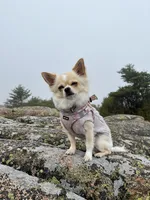 Stig, a male Chihuahua for sale in Lorain, OH – Photo 5 of 5