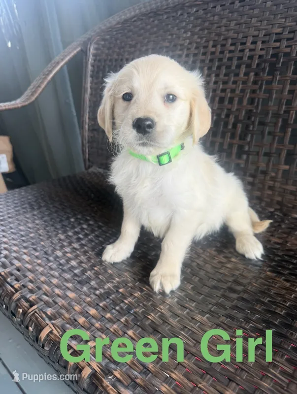 Green Girl – Golden Retriever puppy for sale in Spokane, WA