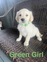 Green Girl, a female Golden Retriever for sale in Spokane, WA – 1 of 1