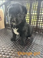 Blue Boy, a male Border Collie and Golden Retriever for sale in Spokane, WA – Photo 2 of 2