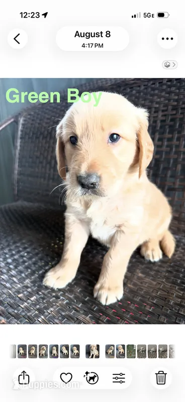 Green Boy – Golden Retriever puppy for sale in Spokane, WA